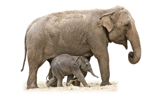 Mother_and_ Baby_ Elephant_ Walking PNG with transparent background