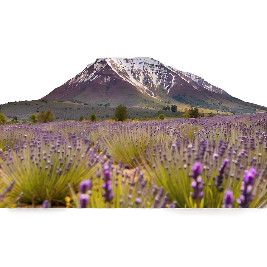 Mountain And Lavender Field Png 05032024