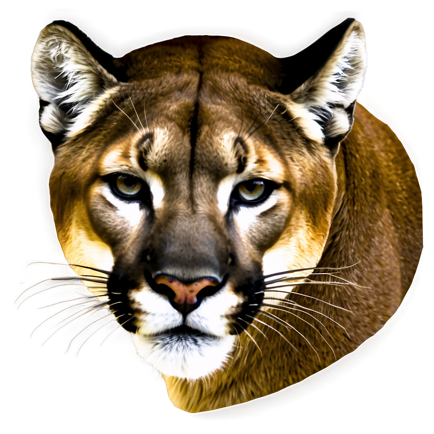 Mountain Lion Portrait Png Dvv