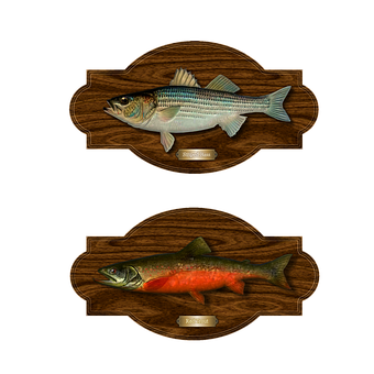 Mounted Fish Trophies PNG with transparent background