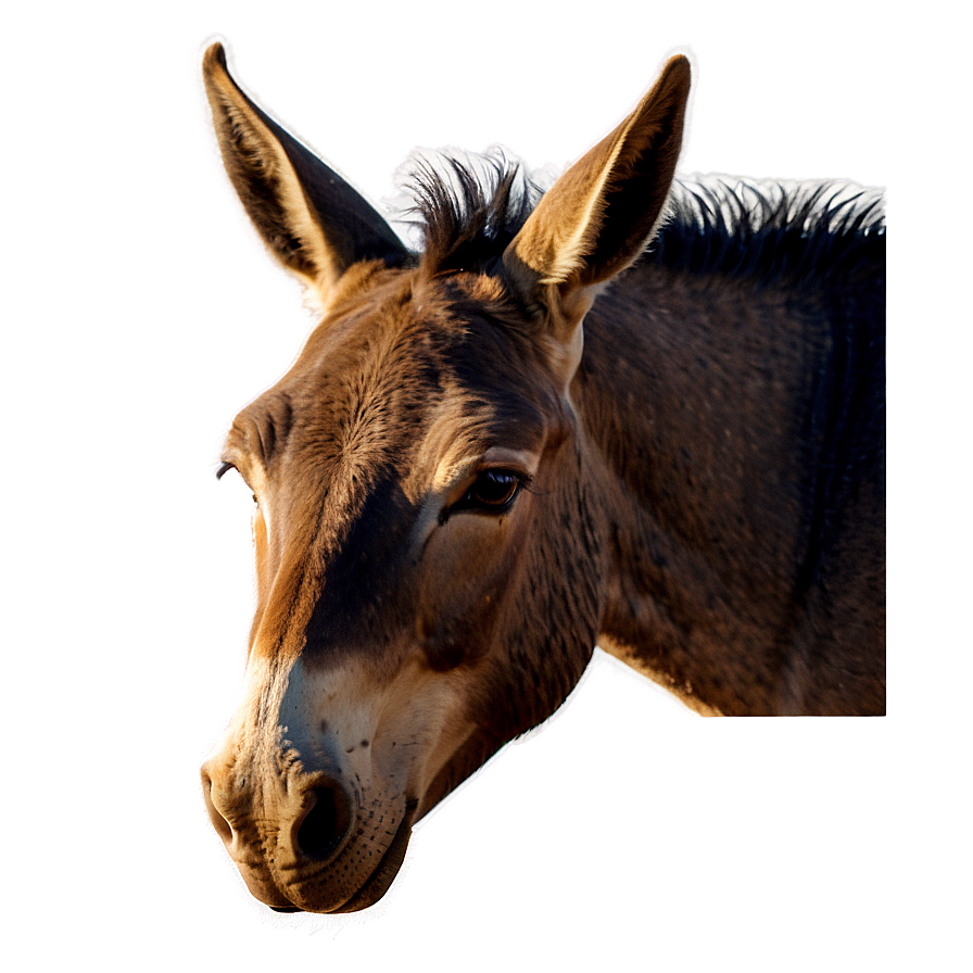 Mule In Sunset Vista Png 98