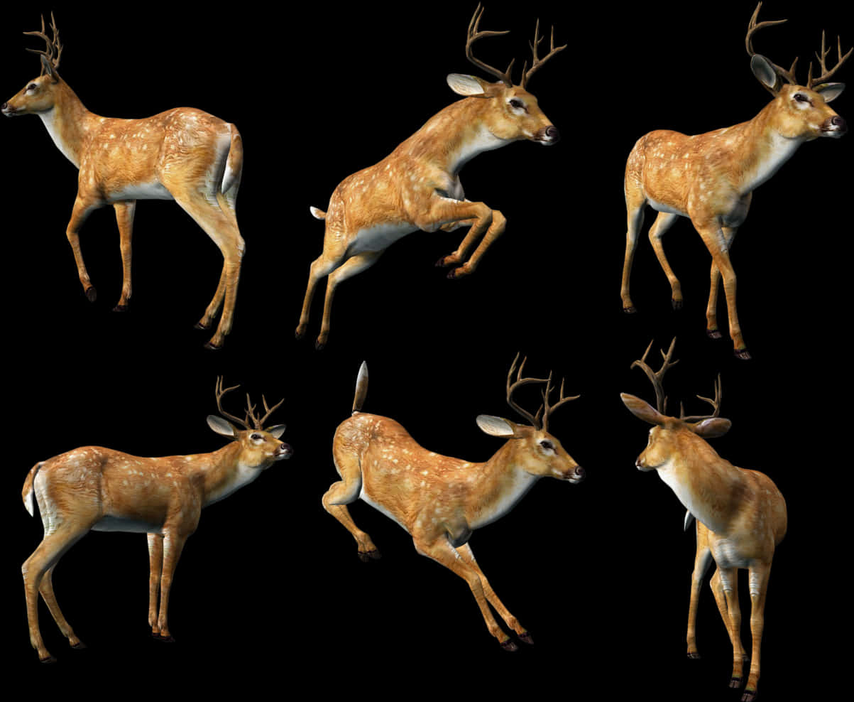 Multiple Deer Poses Black Background