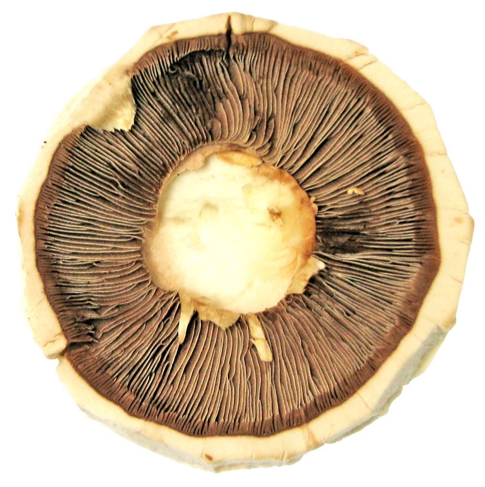 Mushroom Cap Gills Texture