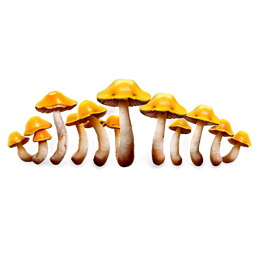 Mushroom Caps Png Nyp92