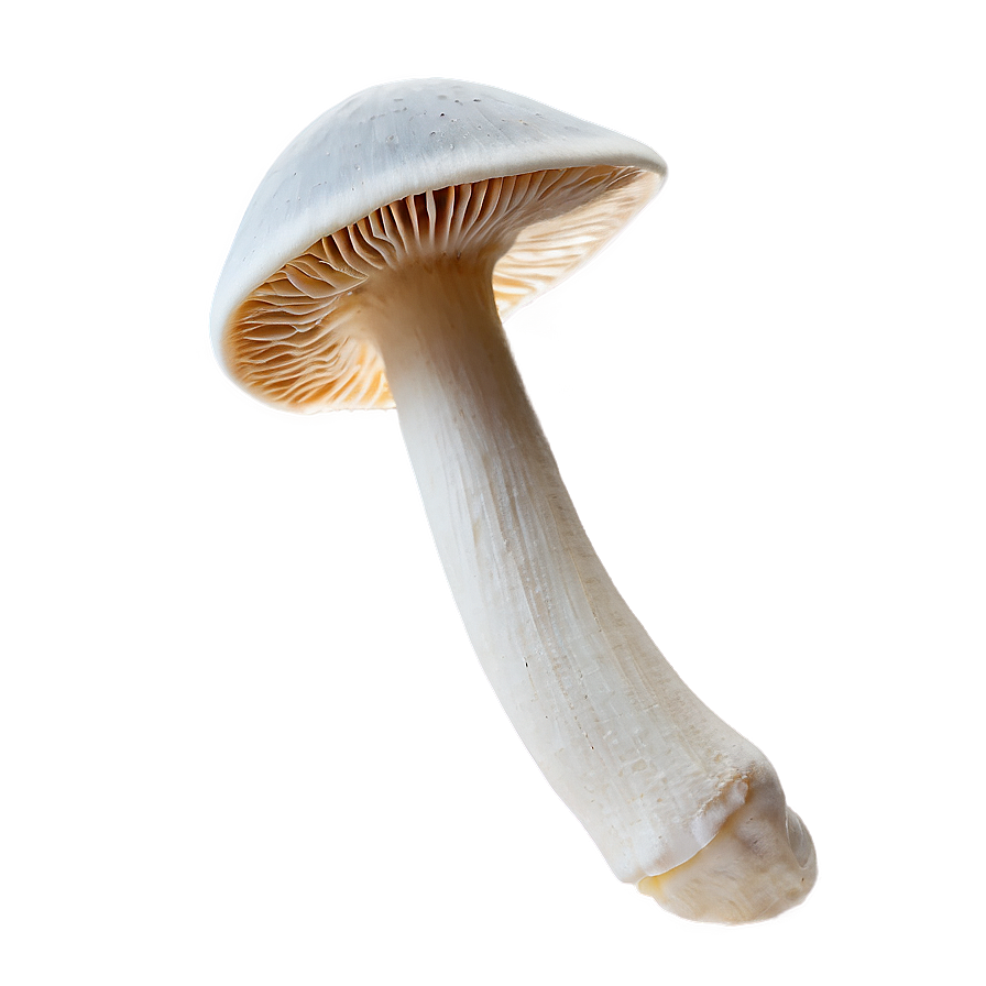 Mushroom Gills Png 05242024