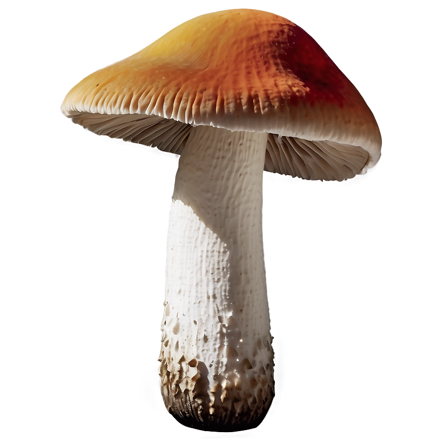 Mushroom Identification Guide Png Eed