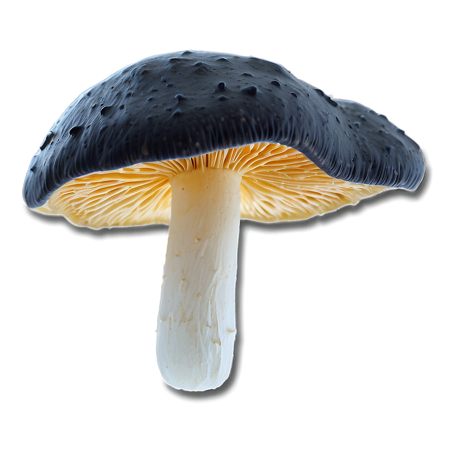 Mushroom Mycelium Png Emg12