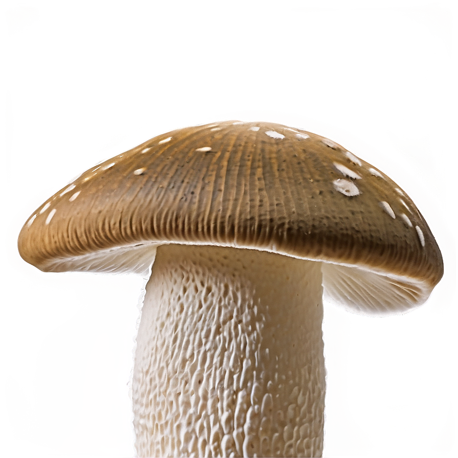 Mushroom Png Abstract 05032024