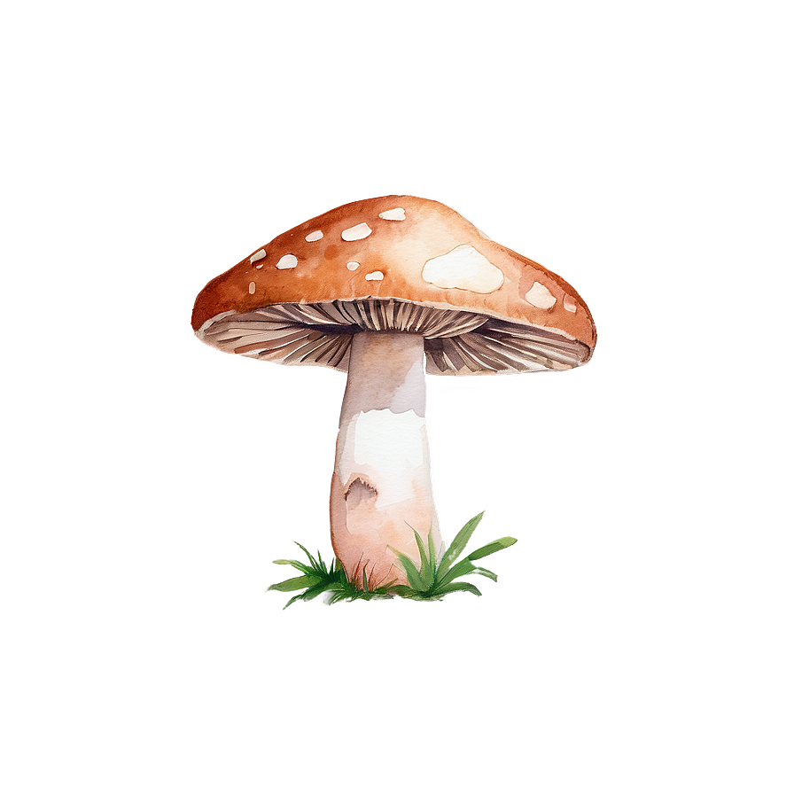 Mushroom Png Watercolor Vrv61