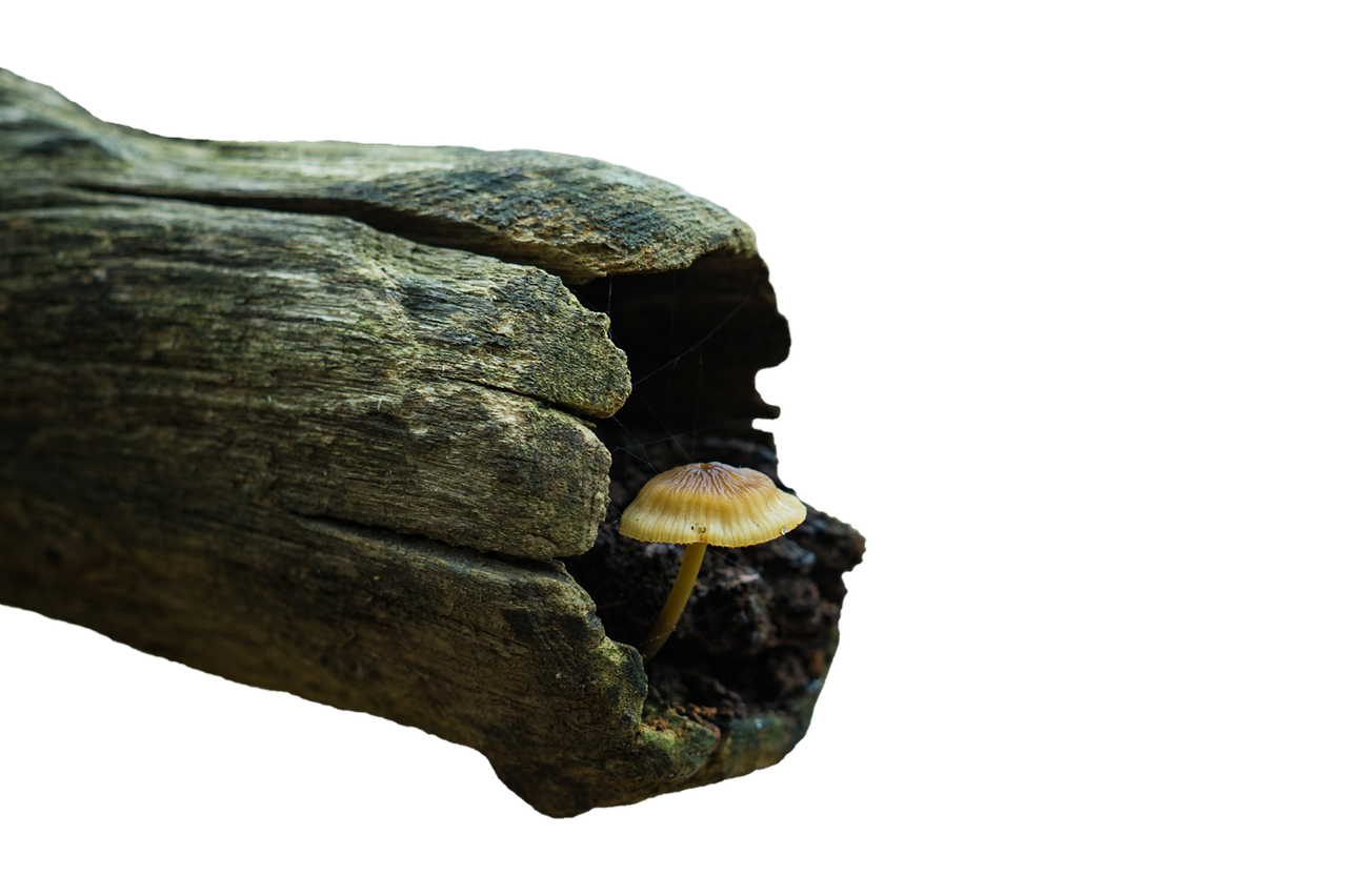 Mushroom Silhouettein Wood PNG with transparent background