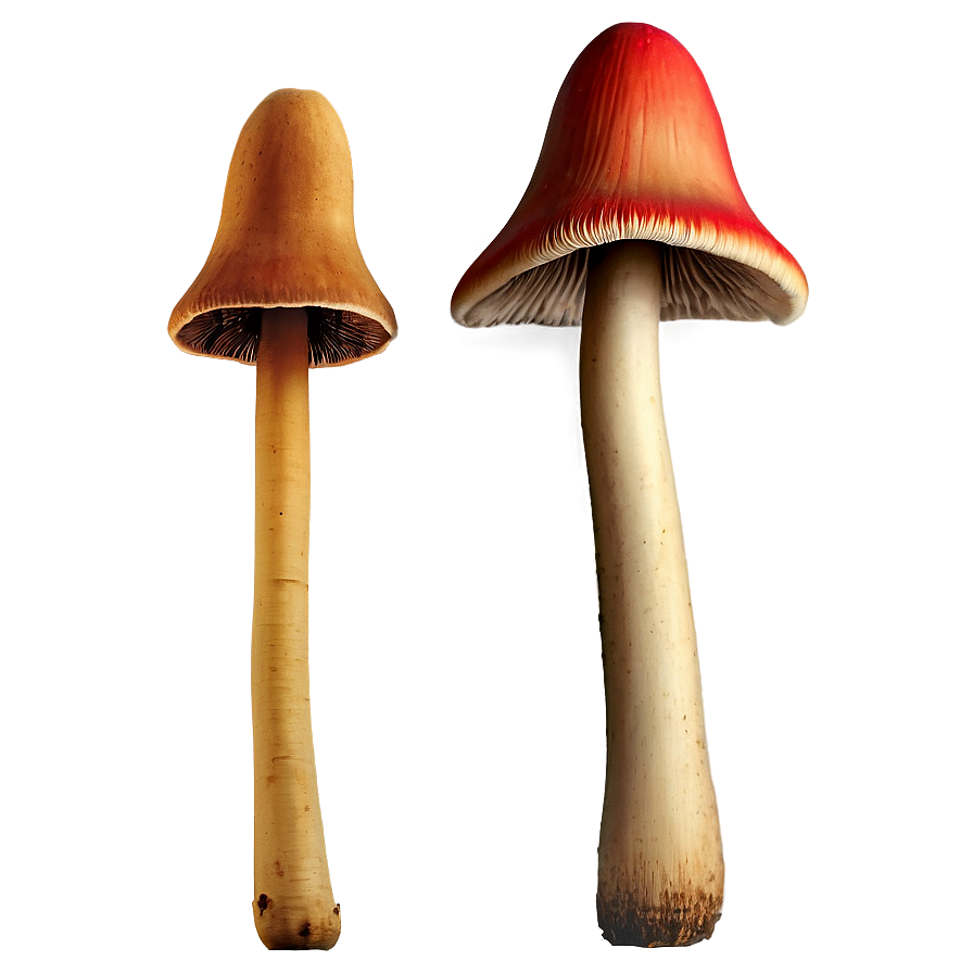 Mushroom Stems Png 29