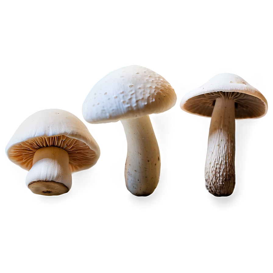 Mushroom Varieties Png Blh36