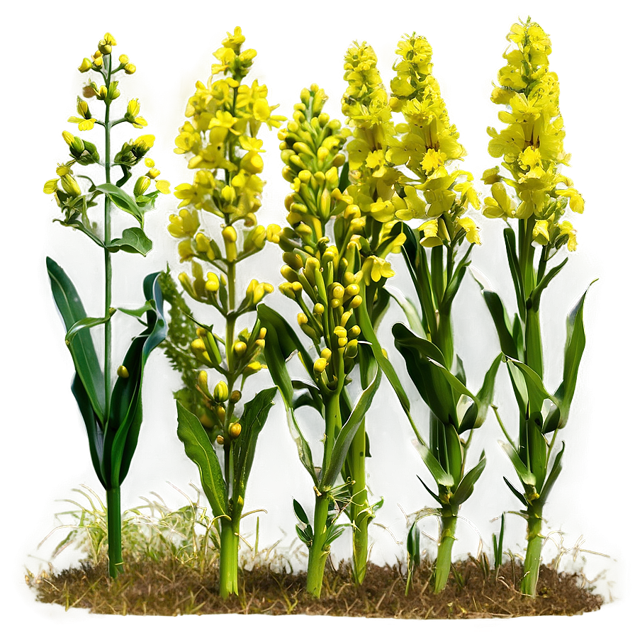 Mustard Field Png 17