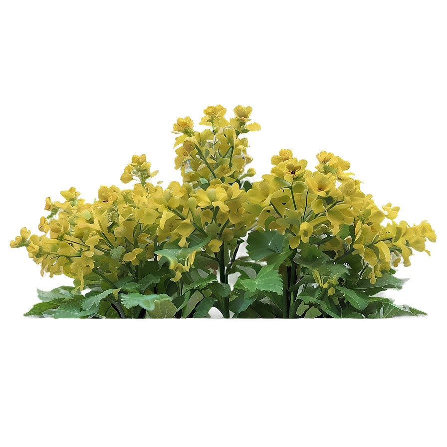 Mustard Field Png Xes77