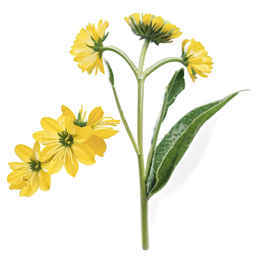 Mustard Flower Png 05242024