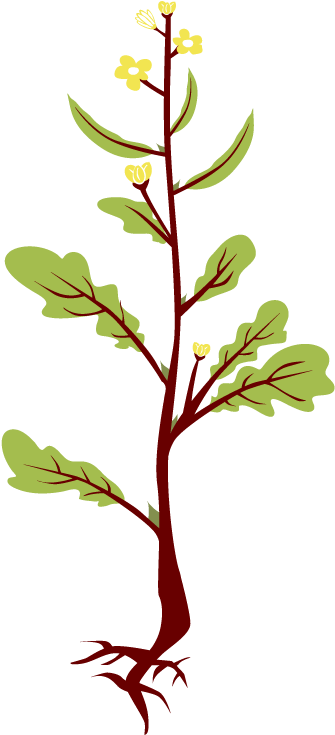 Clip Art Game Sask Plant - Mustard Seed Flower Clipart, HD Png Download PNG with transparent background