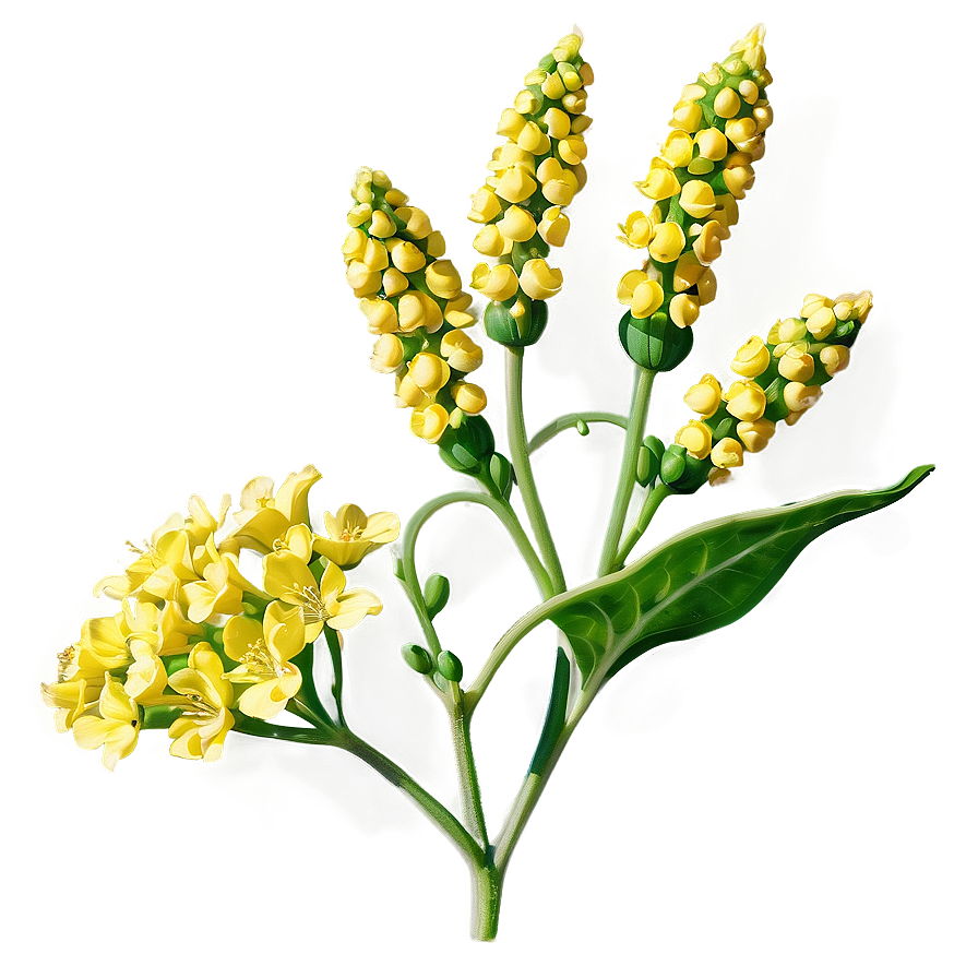 Mustard Seed Flower Png 24