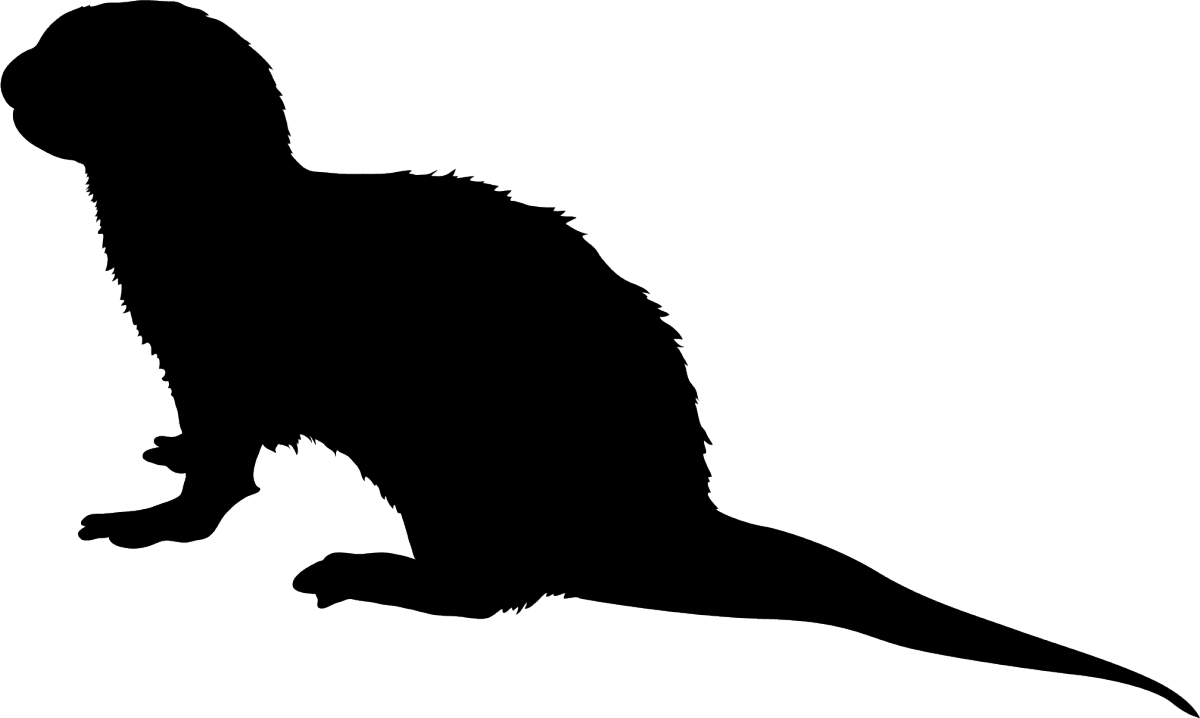 Mysterious_ Animal_ Silhouette.png