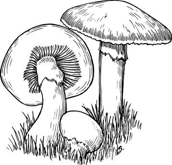 Mysterious_ Black_ Image PNG with transparent background