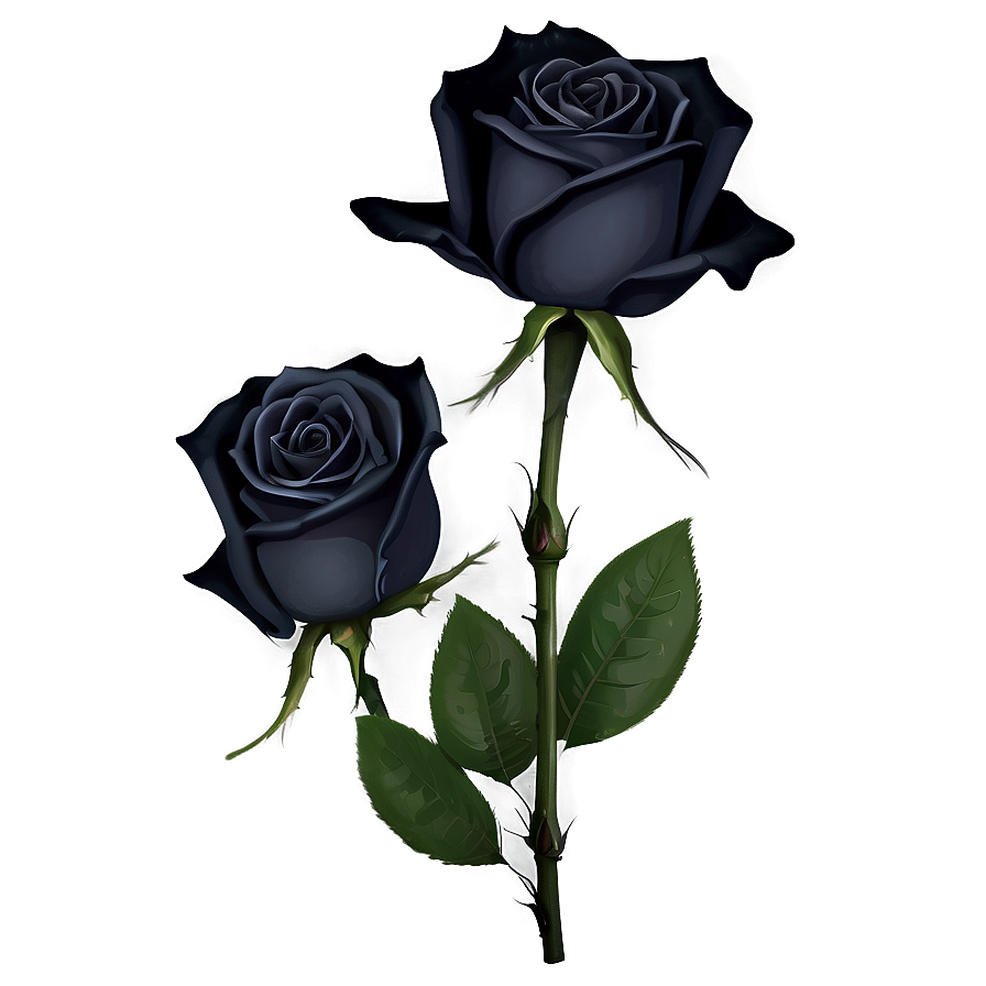 Mysterious Black Roses PNG 98 PNG image with a transparent background, free high-resolution download
