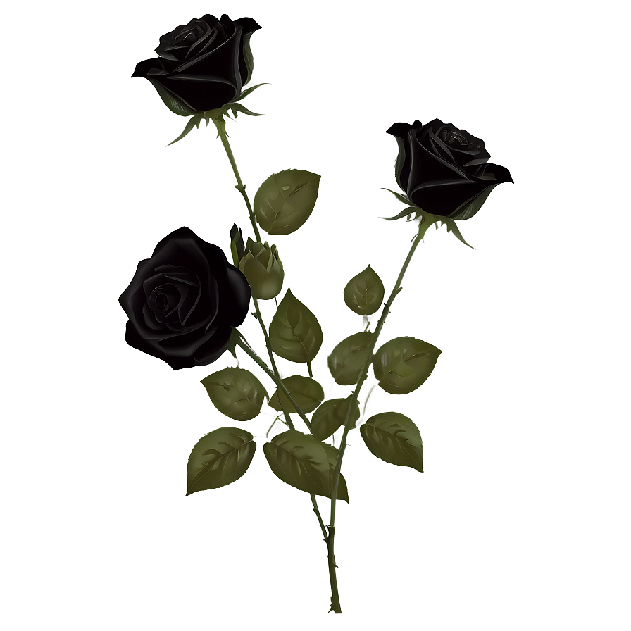 Mysterious Black Roses PNG abj PNG image with a transparent background, free high-resolution download