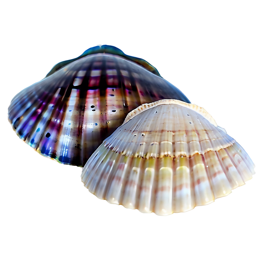 Mystic Seashells PNG 19 PNG image with a transparent background, free high-resolution download