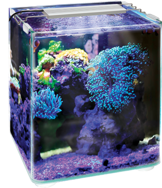 My Little Ocean, HD Png Download PNG with transparent background
