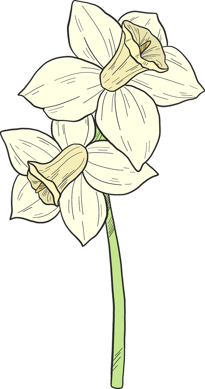 Narcissus Flower Illustration