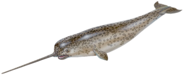 Narwhalwith Tusk Illustration