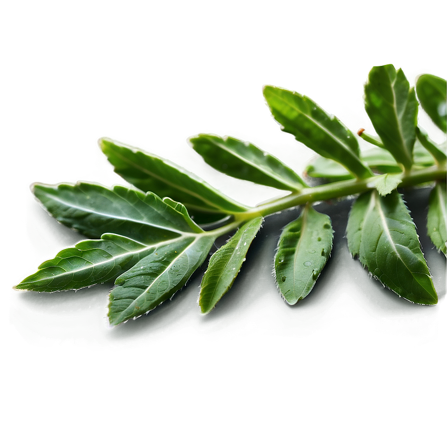 Native Herb Png Ria90