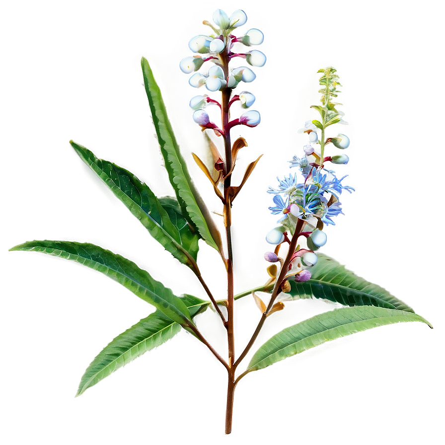 Native Plant Png 37