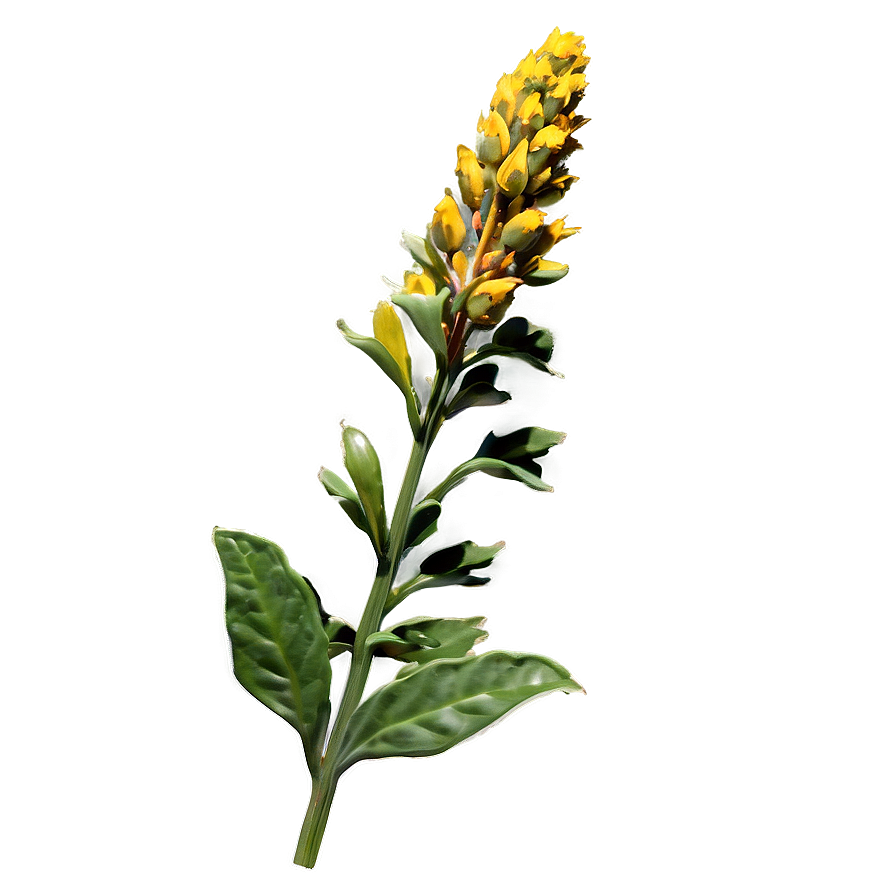 Native Plant Png Soj