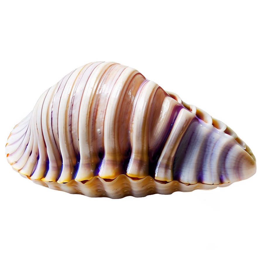 Natural Clam Shell Png Hav14