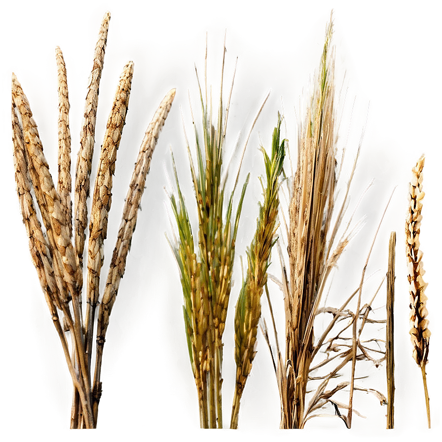 Natural Dry Grass Png Ccr46