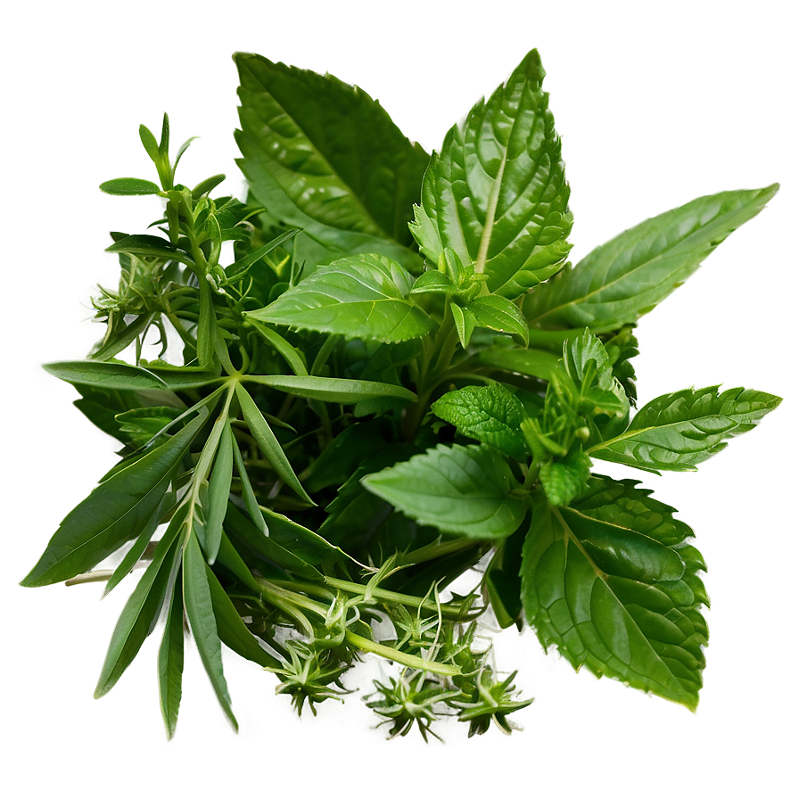 Natural Herb Png 06272024