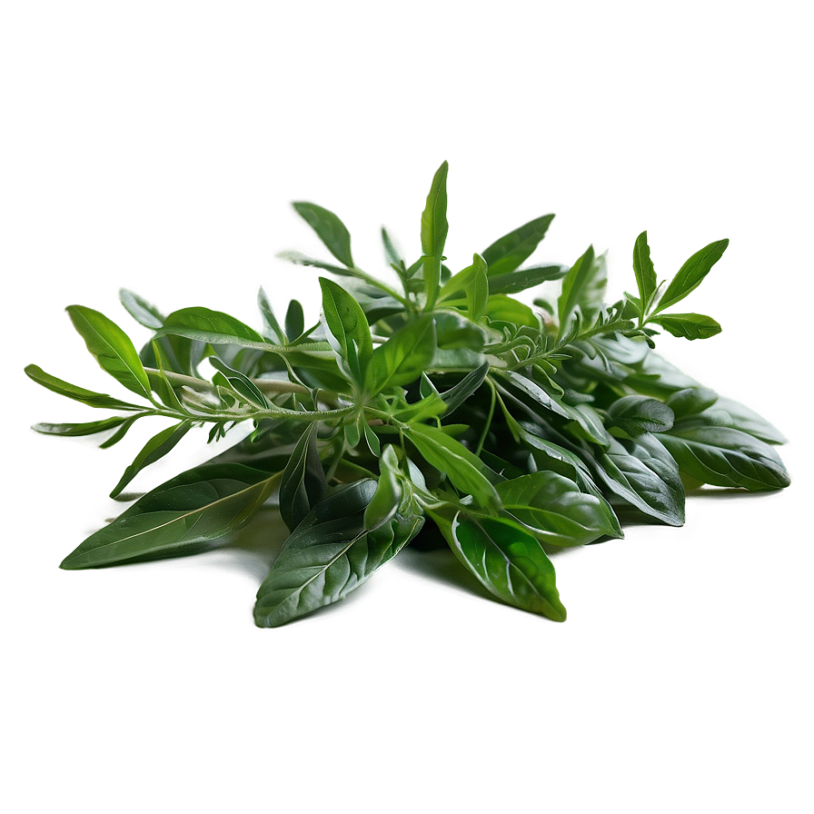 Natural Herb Png 48