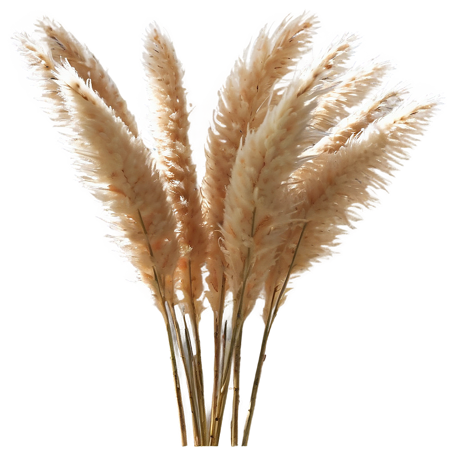 Natural Pampas Grass Png Pap