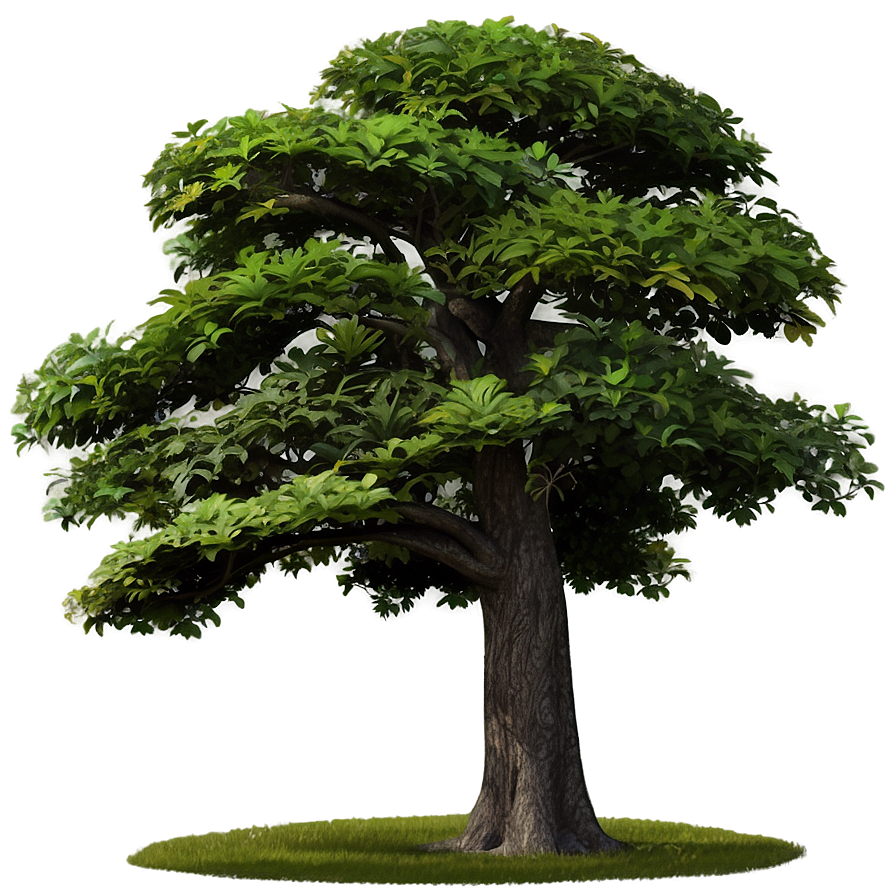 Nature Tree Top Layer Png Cjr