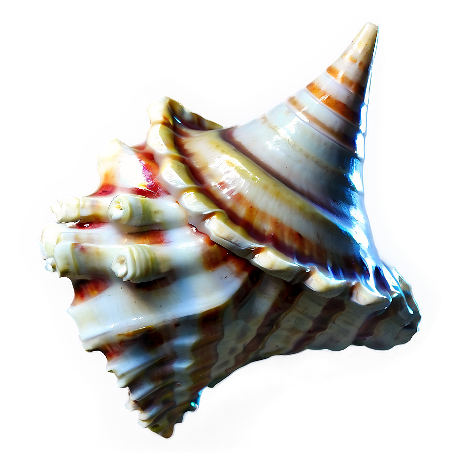 Nautical Conch Shell Png Utr42 Image