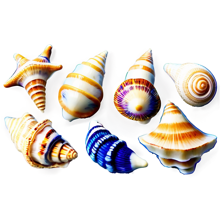 Nautical Seashells Png 06132024