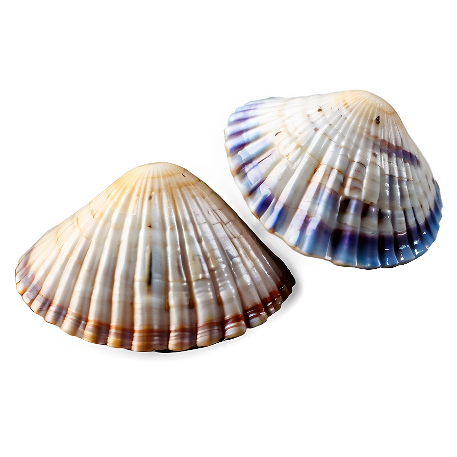 Nautical Seashells Png Ifb