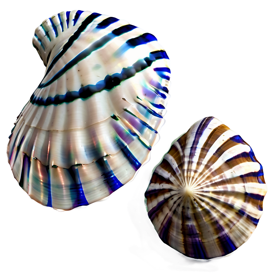 Nautical Seashells Png Qsx66