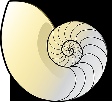 Nautilus Shell Illustration PNG with transparent background