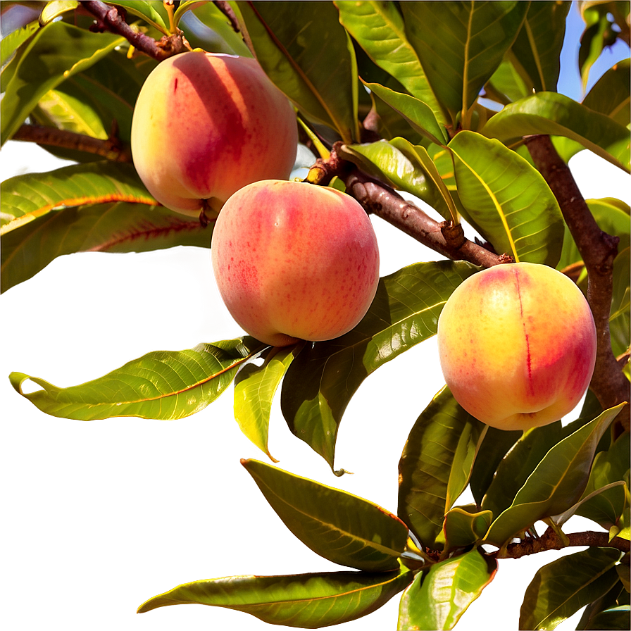 Nectarine Orchard Png Eva