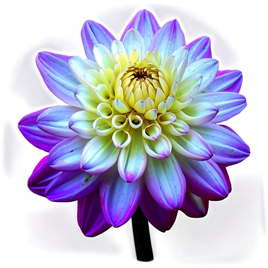 Neon Dahlia Glow Png 30