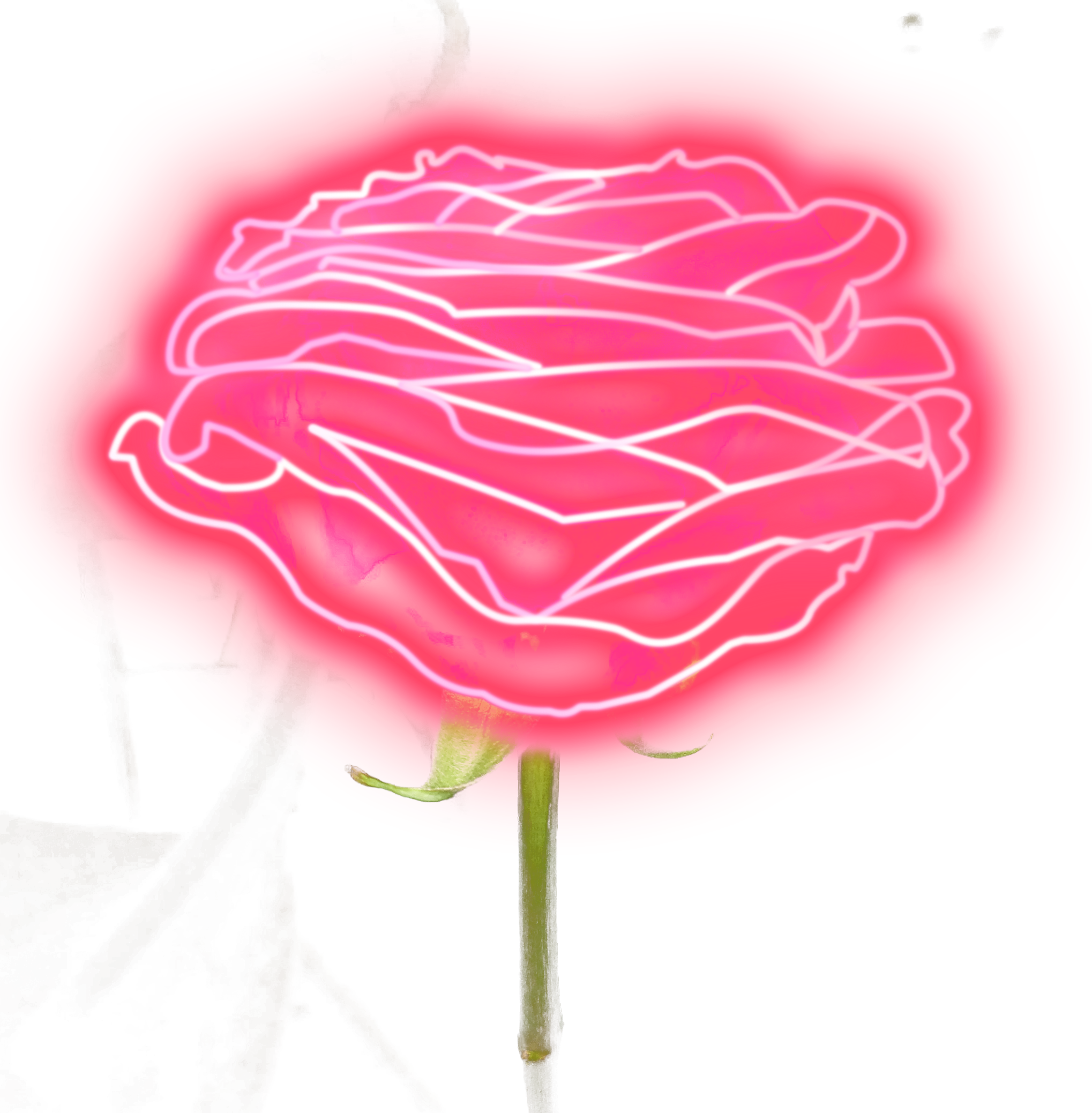 Neon_ Outline_ Pink_ Rose