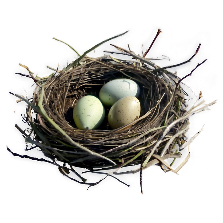 Nest Illustration PNG 05252024 PNG image with a transparent background, free high-resolution download