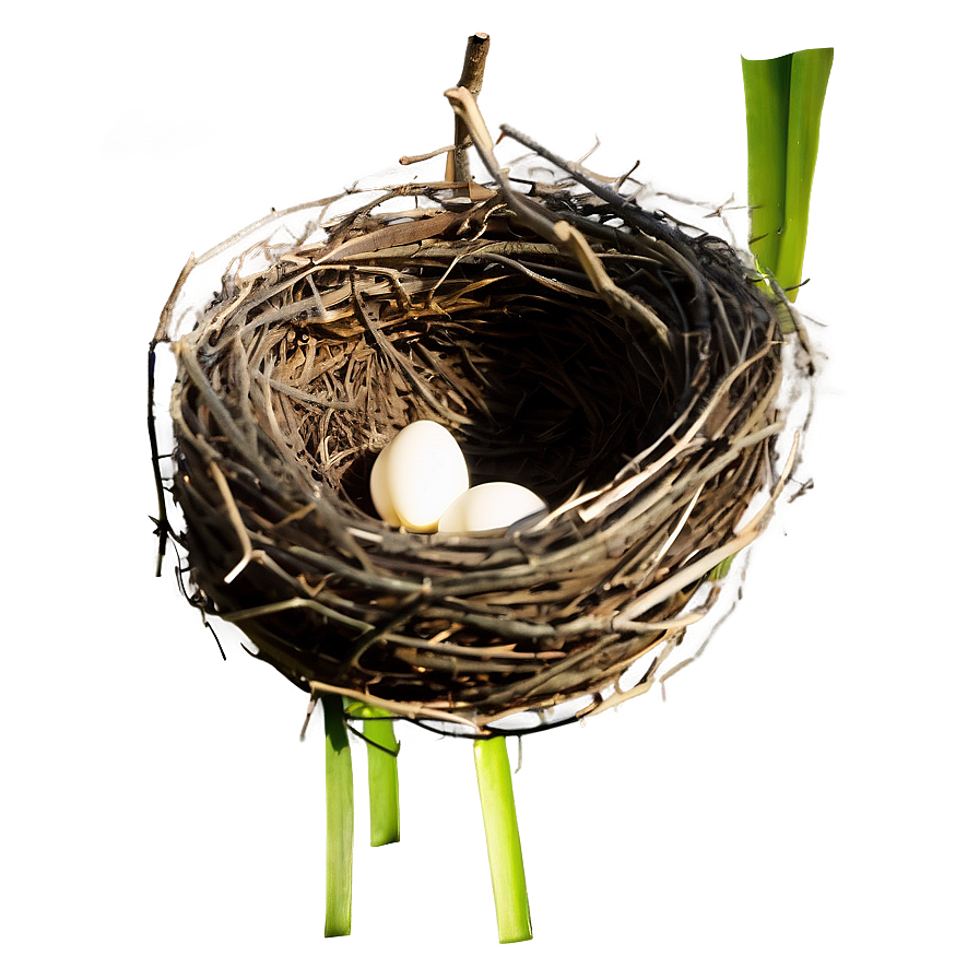 Nest Illustration Png Mjb