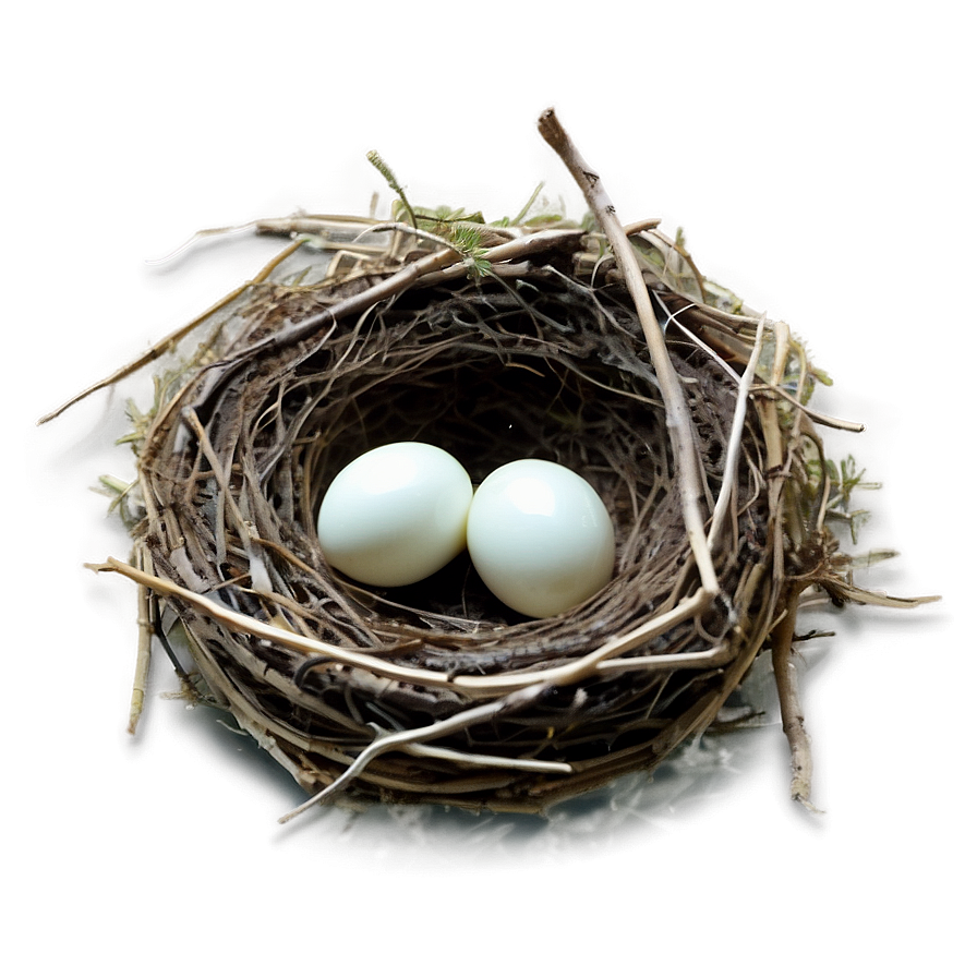 Nest Under Leaves Png 64