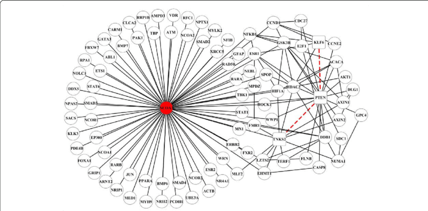 Network Visualization Of Mirscoppi Sub-network Formed - Common Fig PNG image with a transparent background, free high-resolution download